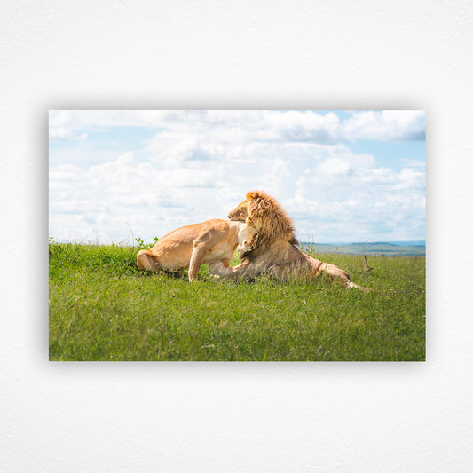 Lion et lionne qui se câlinent 