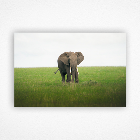 Éléphant qui marche dans la savane