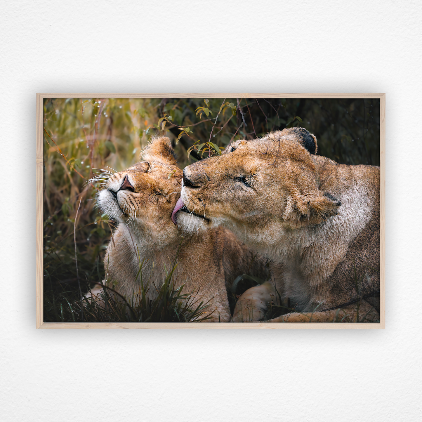 Lionne qui nettoie son bébé dans un cadre en chêne