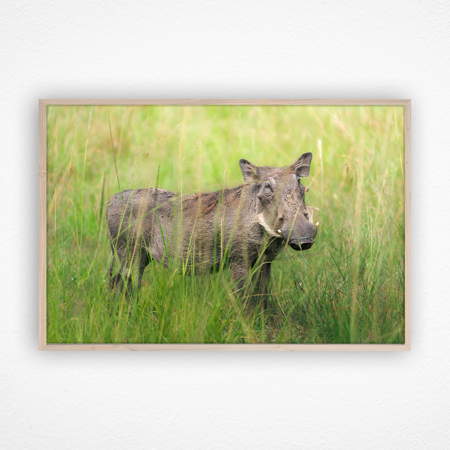 Pumba le phacochère dans un cadre en chêne