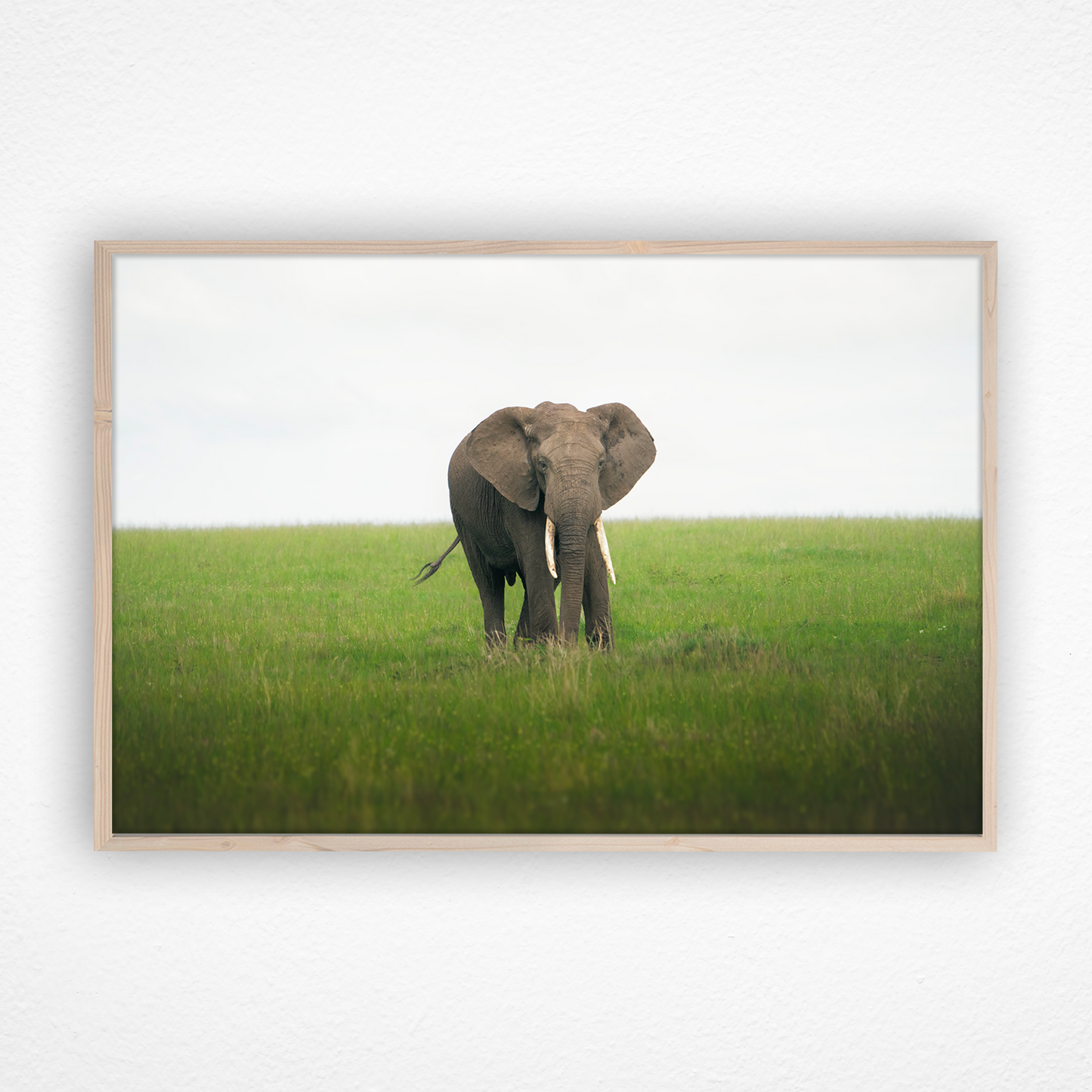 Éléphant qui marche dans la savane dans un cadre en chêne