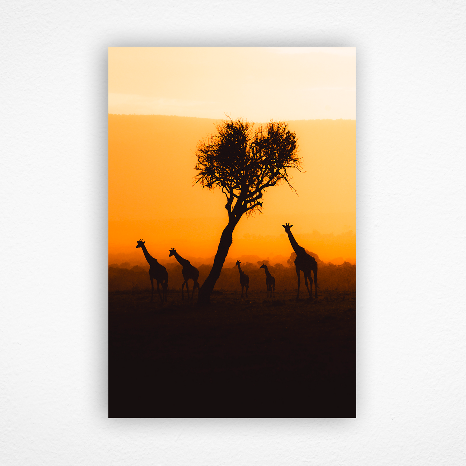 Silhouette de girafes au couché du soleil