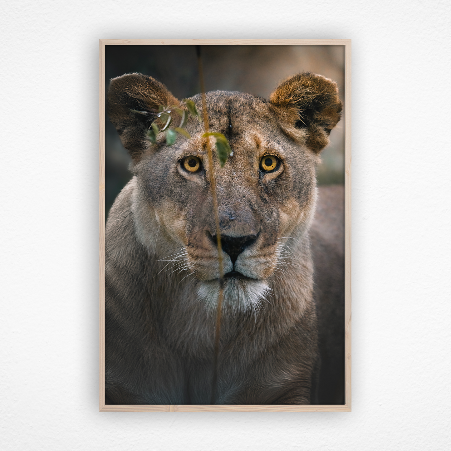 Regard de lionne intense dans un cadre en chêne